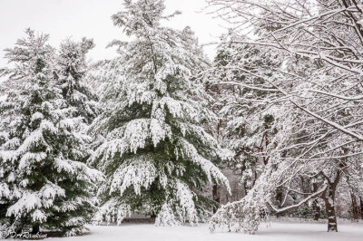 Laden with snow