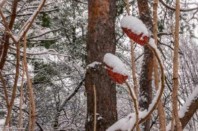 Snow on Sumac I