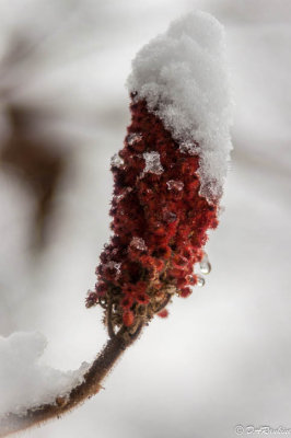 Snow on Sumac II