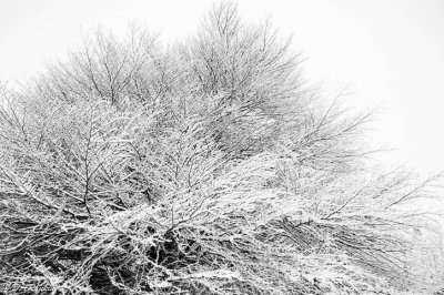 Beech Tree After Snowfall