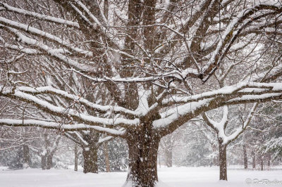 Oak Tree in Snowfall