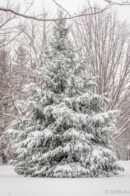 Snow Covered Pine