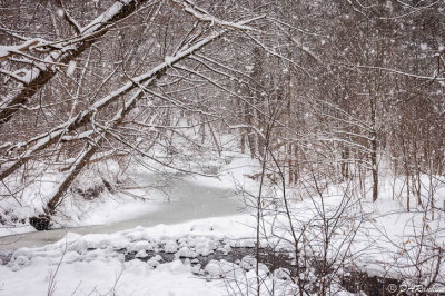 Ice on Wilket Creek