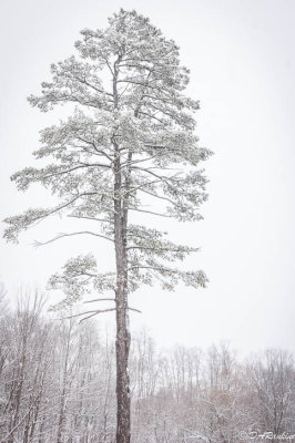 Snow on Pine II