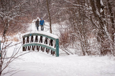 Walking Wilket Creek Trail