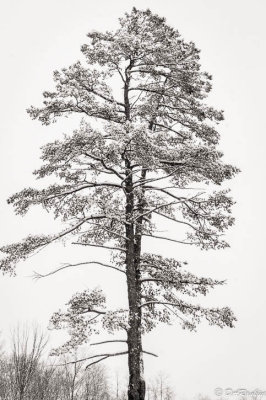 Pine Tree in Winter