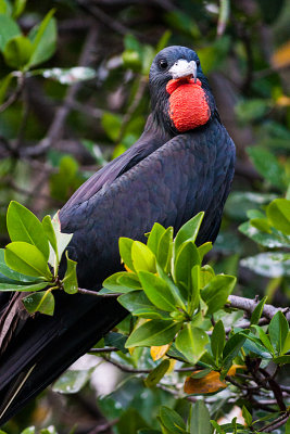 Frigate Bird (Male)