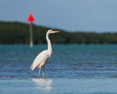 Great White Heron