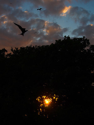 Frigate Birds at sunset