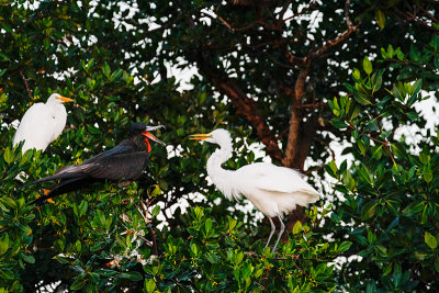 Great Egret and Frigate Bird