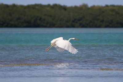 Great White Heron