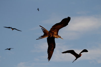 Frigate Bird