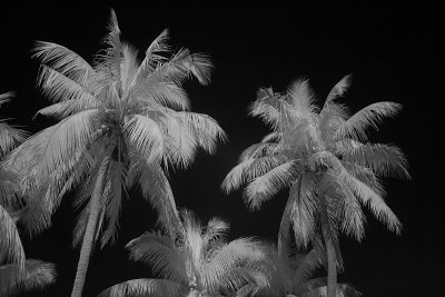 Palms IR BW 1.jpg