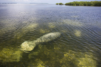 Manatee