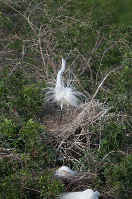 Great Egret 