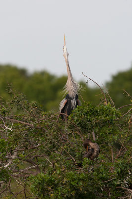 Great Blue Heron