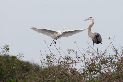 Great Egret & Great Blue Heron