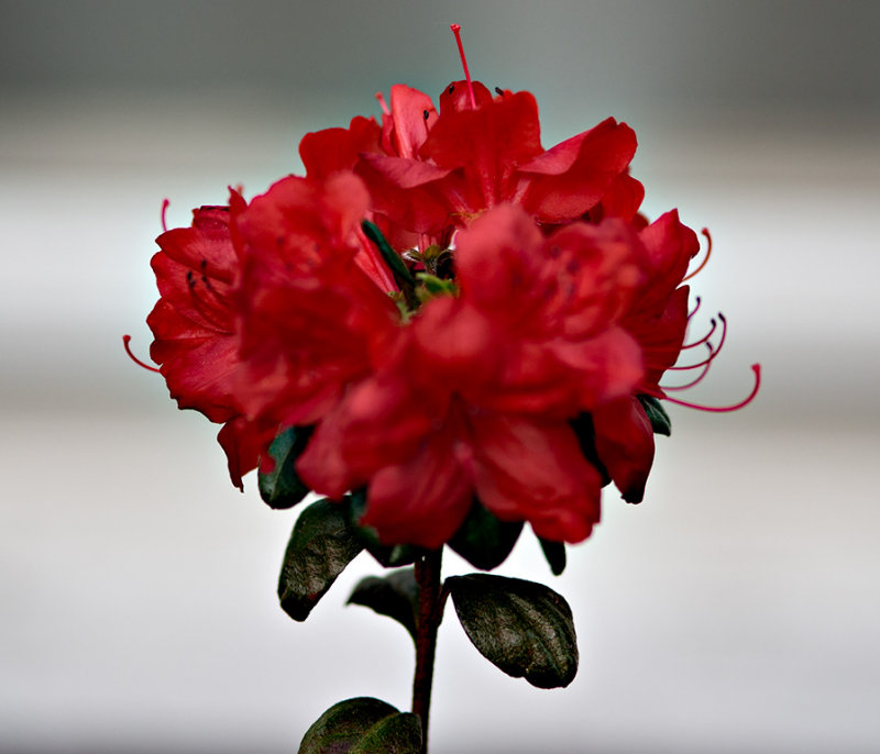 Azalea