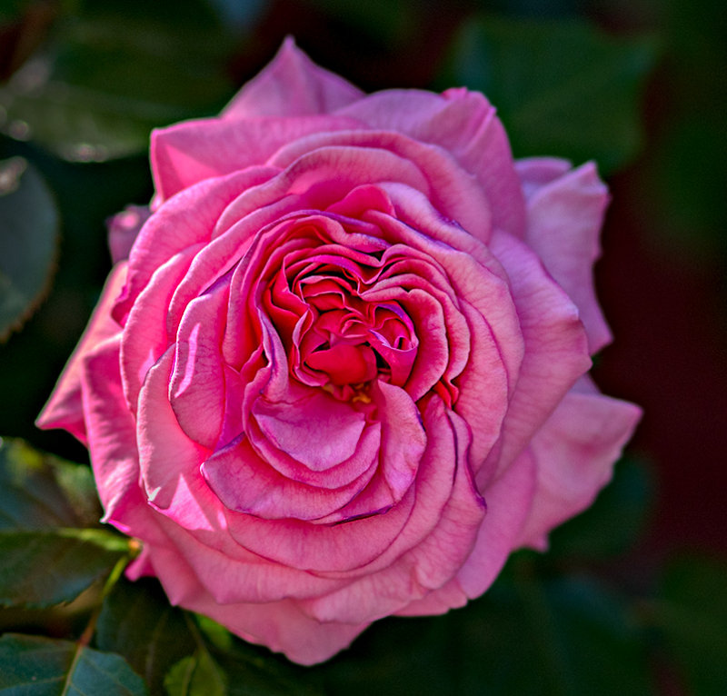 Another rose from our rosebush.