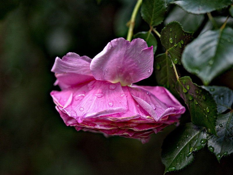 Another rose from our rosebush.