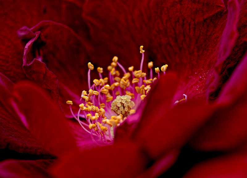 Red rose