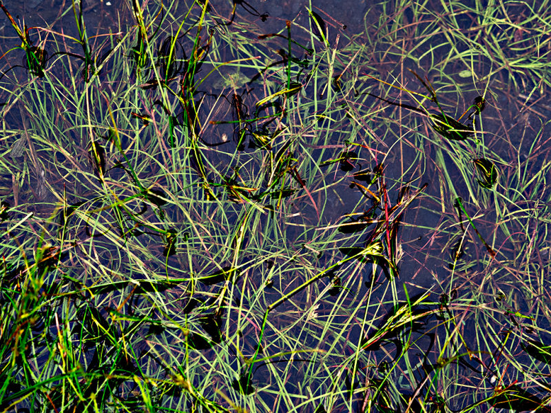 Grass in a puddle 