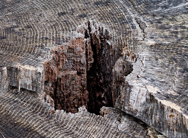A tree stump.