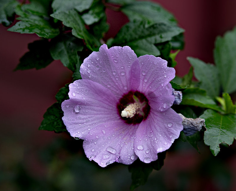 Rose of Sharon (Hibiscus syriacus) #2