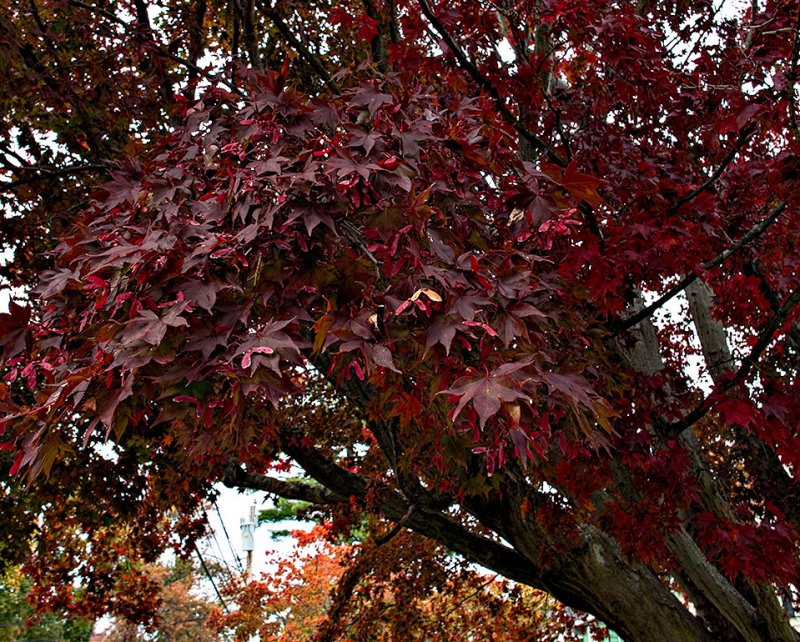 Our Japaneses Maple Tree