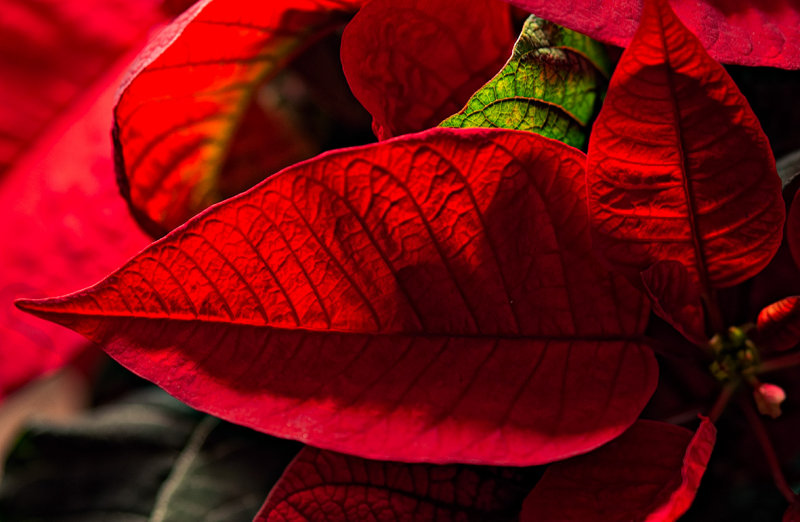 Poinsettia