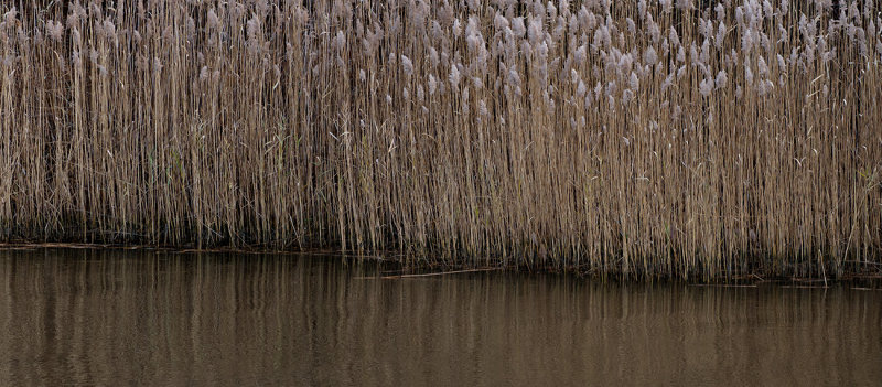 Reeds