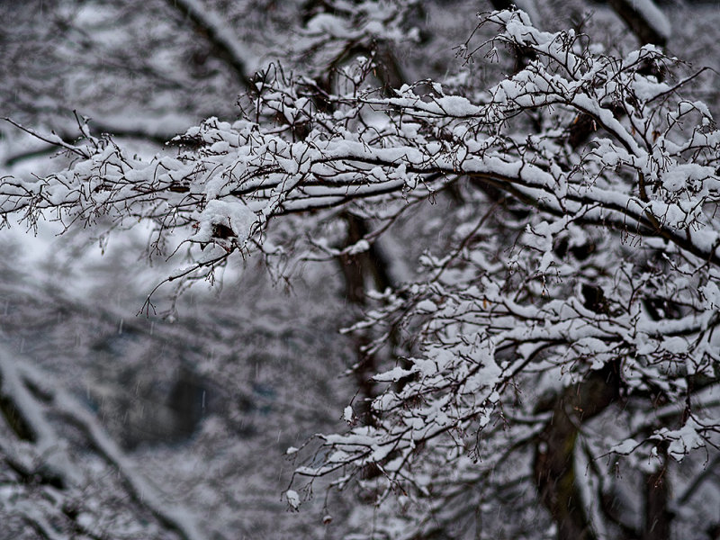 Its snowing again.