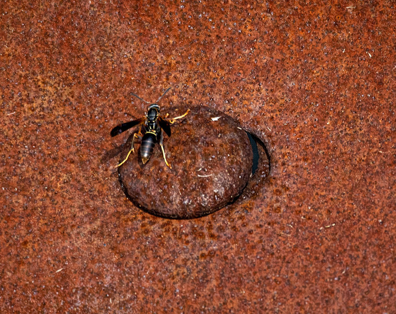 Rust bug