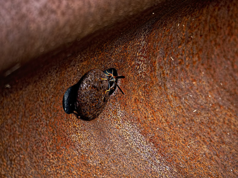 Rust bug #2