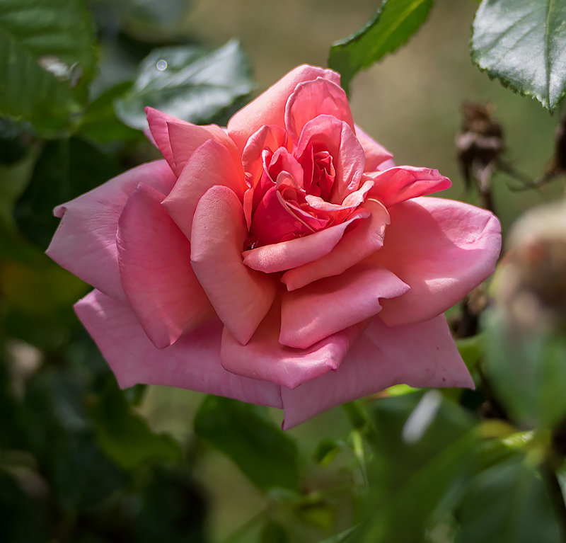 First Rose