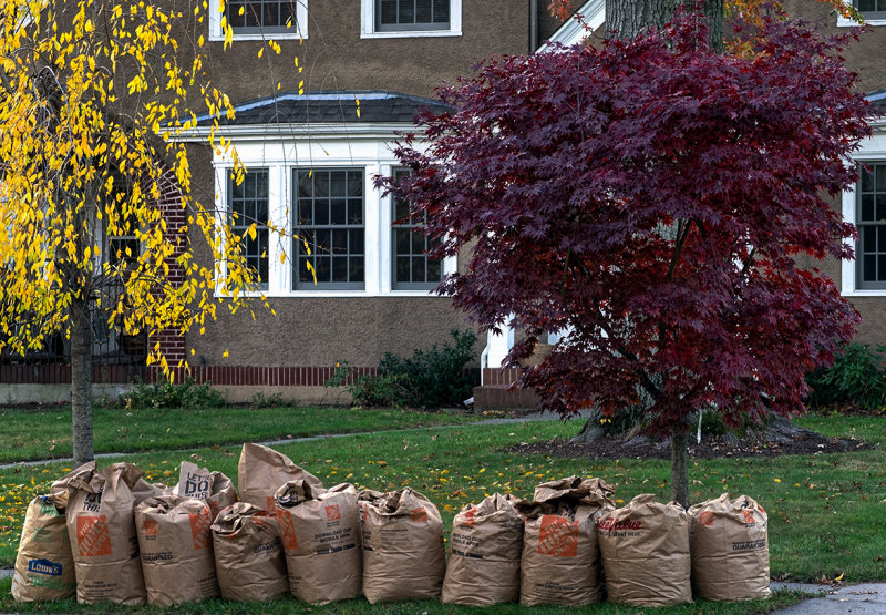 Autumn leaves :)