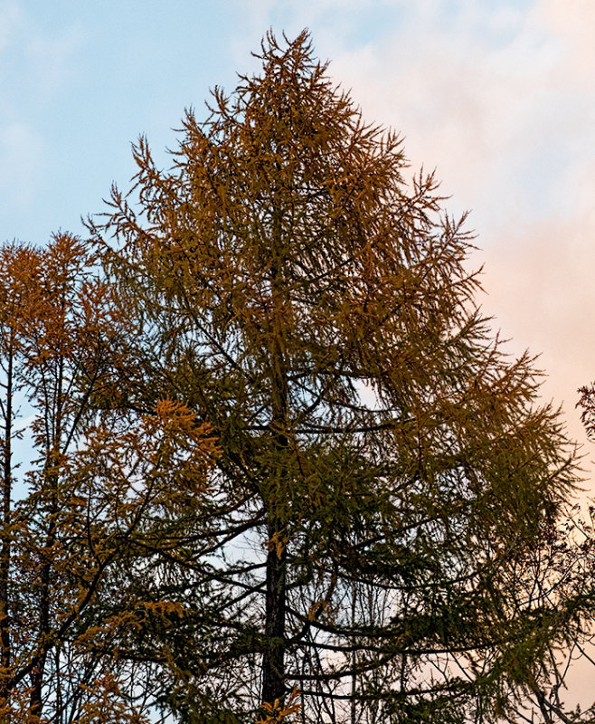 Autumn color