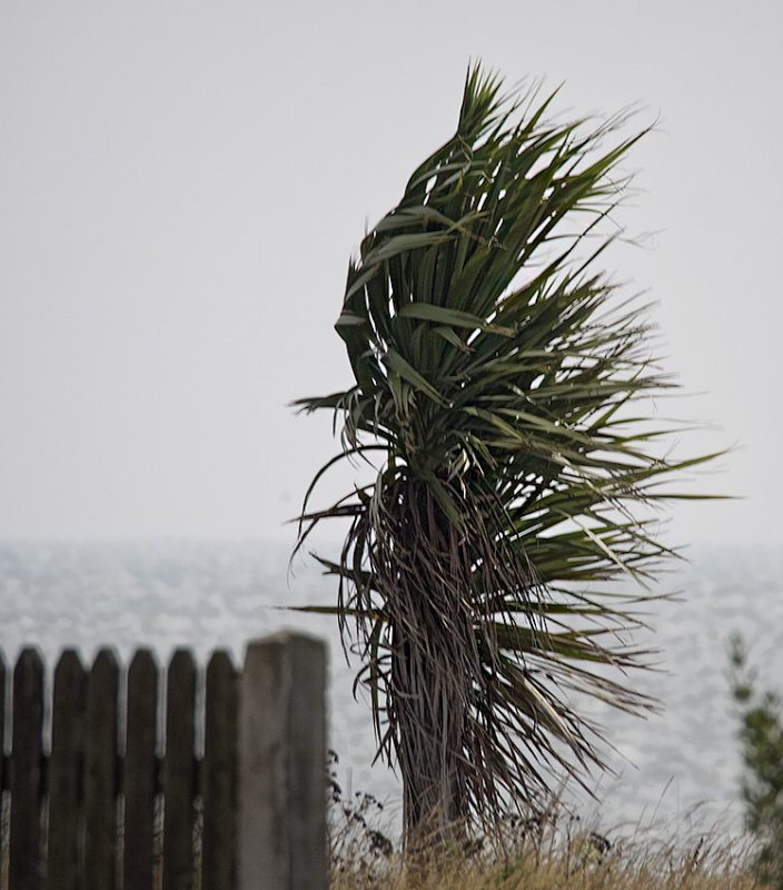 Blowing in the wind.
