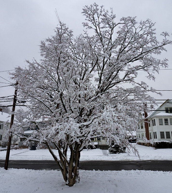 Japanese Maple in Winter