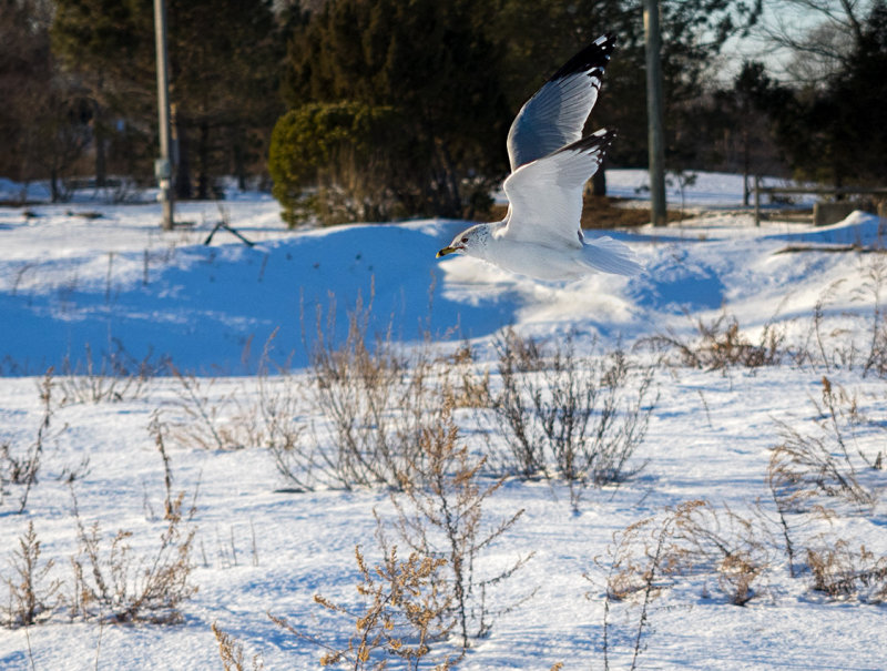 Winter camouflage