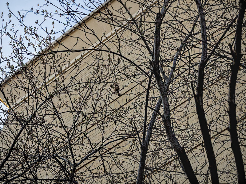 Bird in tree at mall.