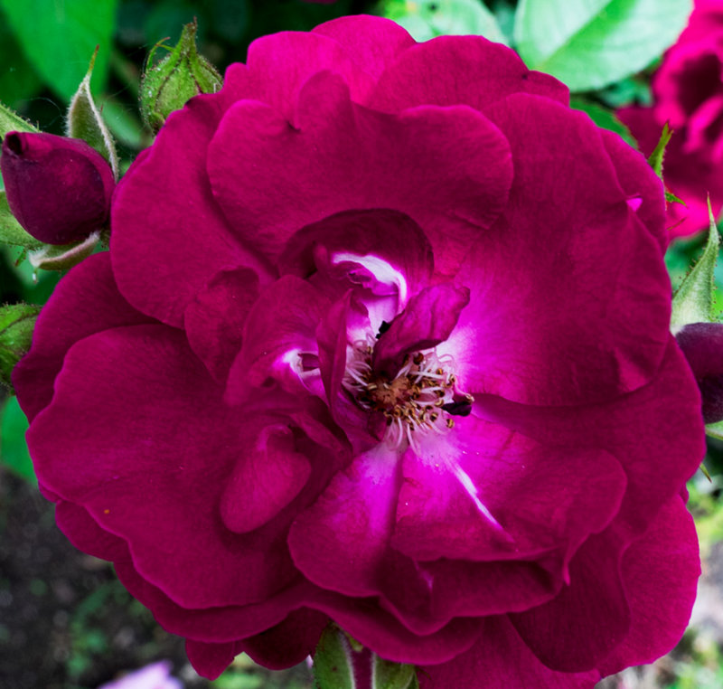 Our rose bush