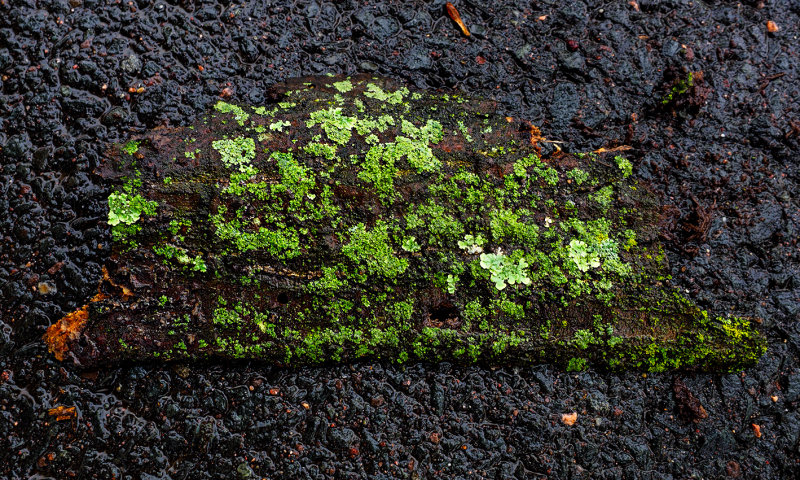 A piece of bark on the path.