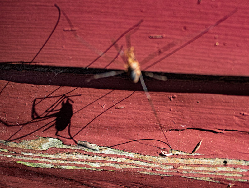 Shadow of a daddy long legs
