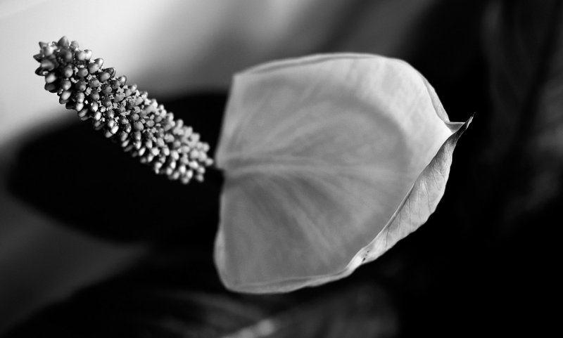See color version below. 