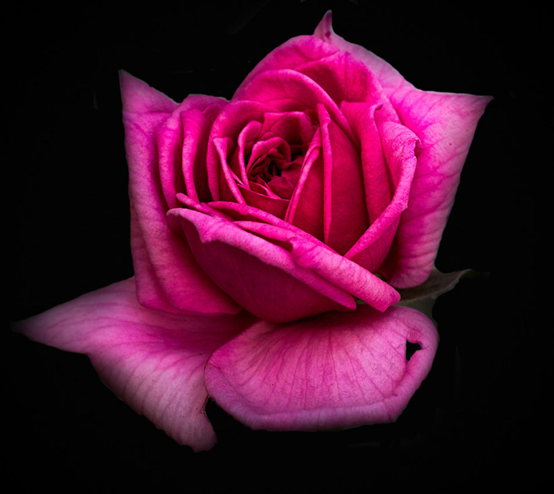 A late summer rose