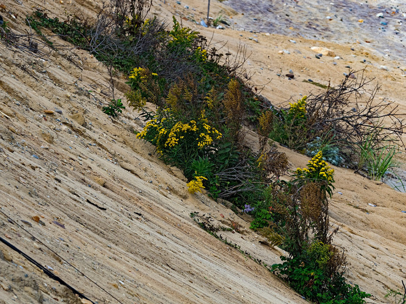 Nauset Light Beach
