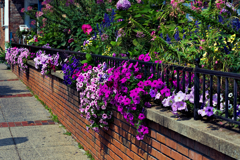 Wall of flowers