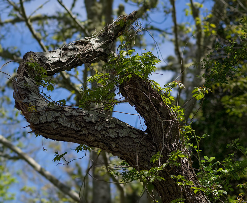 Button Bush Trail