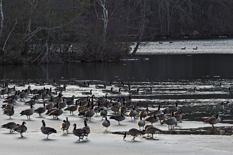 Geese in winter